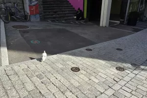 (Βίντεο/Φώτος Kerkida) ΚΛΙΚΣ απ' τη Λωζάνη