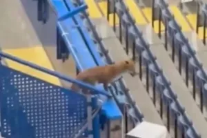 Αλεπού κόβει βόλτες στο «Στάμφορντ Μπριτζ» (vid)