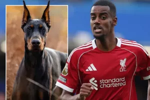 Αγόρασε Dobermann 30.000 λίρες για φύλακα 