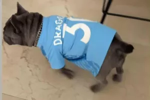 Σκυλάκι... Ντράγκομιρ!