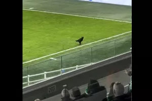 (Βίντεο Kerkida) Δύο... "κάττοι" στο γήπεδο!