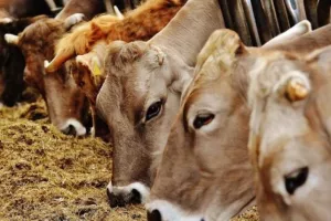 Blame game για αφθώδη πυρετό: Υπόνοιες Πίπη για απόκρυψη – Κτηνοτρόφοι μιλούν για «κρατική ολιγωρία»