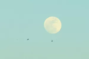 Νταμπλ η Πάφος Κ19 με νίκη στα πέναλτι κόντρα στον μαχητικό Ολυμπιακό (Φώτος)