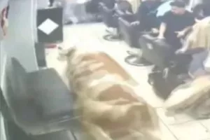 (Βίντεο) Ταύρος... εισέβαλε σε κουρείο!