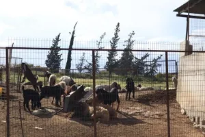 Επιβεβαιώθηκε το πρώτο κρούσμα αφθώδους πυρετού στη Λεμεσό