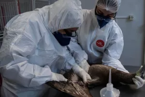 Επιβεβαιώθηκε το πρώτο κρούσμα γρίπης των πτηνών στην Αυστραλία