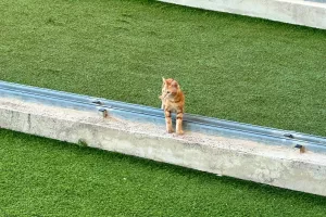 (Πάφος) Ξεχωριστός... επισκέπτης!