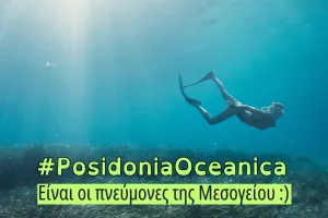 PosidoniaOceanica: Η ΑΚΤΗ μας συστήνει τους «πνεύμονες της Μεσογείου»!
