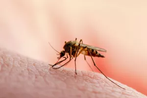 Στη ΜΕΘ 70χρονος με ιό του Δυτικού Νείλου – Το πρώτο κρούσμα του 2026