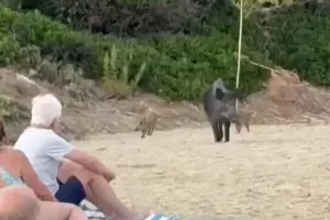 Αγριογούρουνα εμφανίστηκαν σε παραλία της γαλλικής ριβιέρας